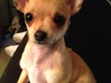 Teacup Kahverengi Chihuahua Minik Yavrular