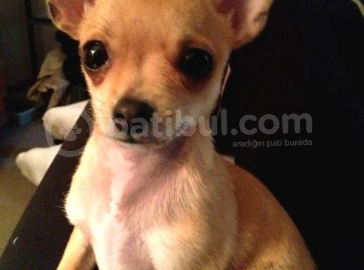 Teacup Kahverengi Chihuahua Minik Yavrular görsel