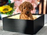 Toy Poodle Yavrularımız