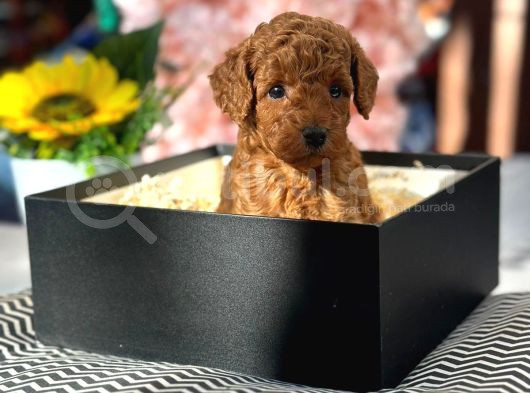Toy Poodle Yavrularımız görsel
