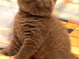 Biblo Orjinal Safkan British Shorthair Bebekler