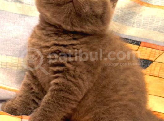 Biblo Orjinal Safkan British Shorthair Bebekler görsel