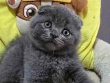 Ayıcık surat Gri Scottish Fold Shorthair