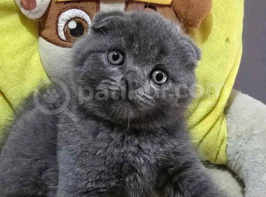 Ayıcık surat Gri Scottish Fold Shorthair