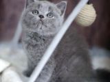 Premium Gri British Shorthair