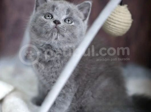 Premium Gri British Shorthair görsel