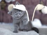 Premium Gri British Shorthair