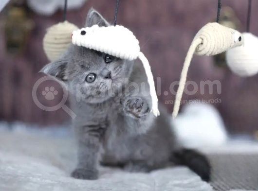 Premium Gri British Shorthair