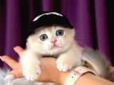 Güzel ve İddalı Golden British Shorthair