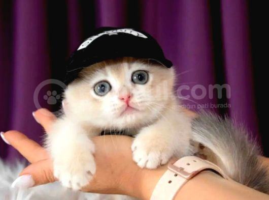 Güzel ve İddalı Golden British Shorthair
