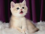 Güzel Ve İddalı Golden British Shorthair