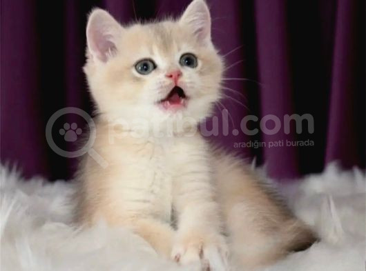 Güzel Ve İddalı Golden British Shorthair görsel