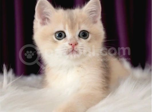 Güzel Ve İddalı Golden British Shorthair görsel
