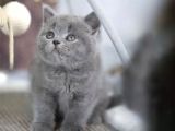 Premium Gri British Shorthair