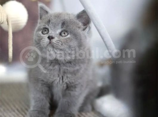 Premium Gri British Shorthair görsel
