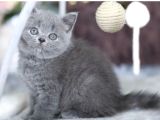 Premium Gri British Shorthair