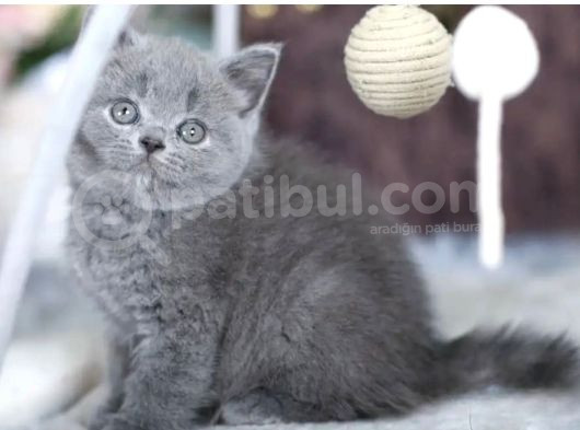 Premium Gri British Shorthair görsel