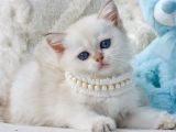 Şık Zerafetiyle Silver British Shorthair