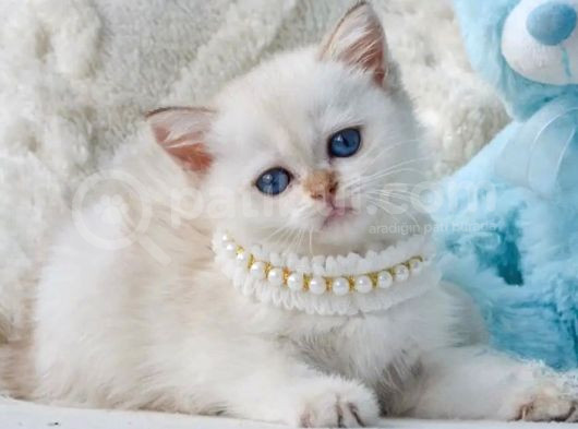 Şık Zerafetiyle Silver British Shorthair görsel
