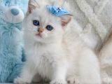 Şık Zerafetiyle Silver British Shorthair