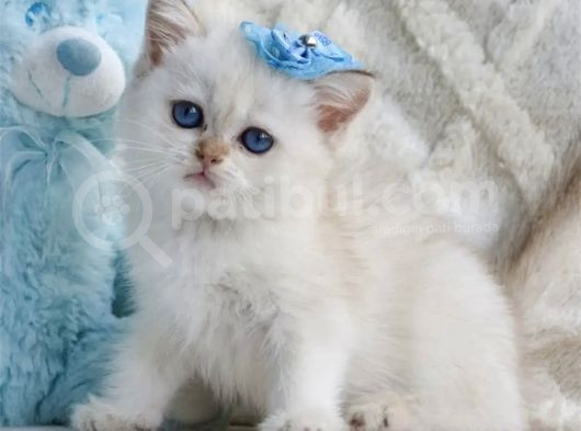 Şık Zerafetiyle Silver British Shorthair görsel