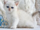 Şık Zerafetiyle Silver British Shorthair