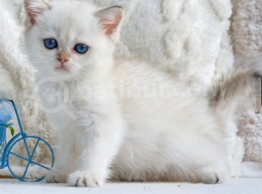 Şık Zerafetiyle Silver British Shorthair görsel