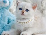 Şık Zerafetiyle Silver British Shorthair