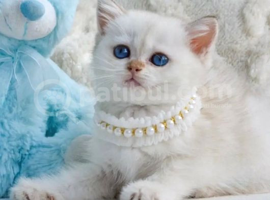 Şık Zerafetiyle Silver British Shorthair görsel