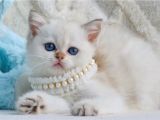Şık Zerafetiyle Silver British Shorthair