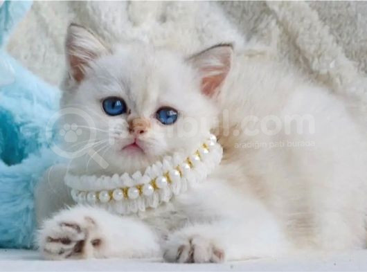 Şık Zerafetiyle Silver British Shorthair