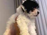 Siyah Beyaz Erkek Maltipoo