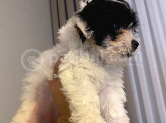 Siyah Beyaz Erkek Maltipoo görsel