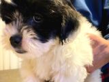 Siyah Beyaz Erkek Maltipoo