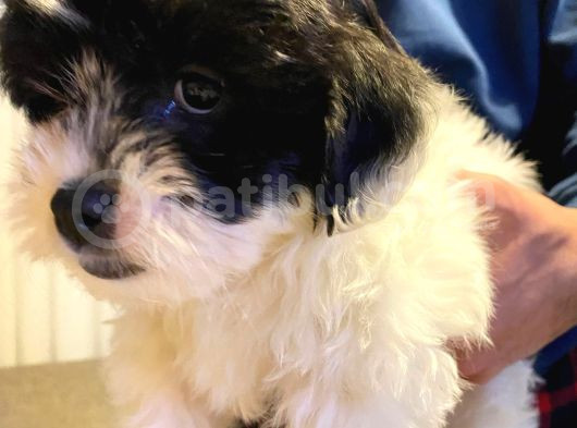 Siyah Beyaz Erkek Maltipoo görsel