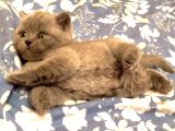 Biblo Orjinal Safkan British Shorthair Bebekler
