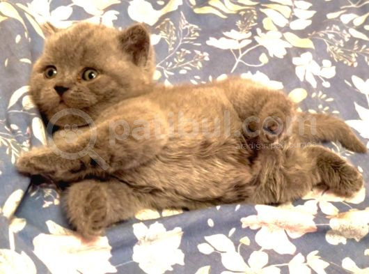 Biblo Orjinal Safkan British Shorthair Bebekler görsel