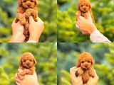 Red BrownToy Poodle Yavrularımız
