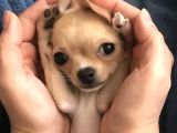 Teacup Kahverengi Chihuahua Minik Yavrular