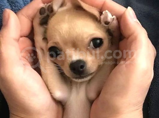 Teacup Kahverengi Chihuahua Minik Yavrular görsel