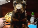 Üst Sınıf Safkan Doberman Yavruları