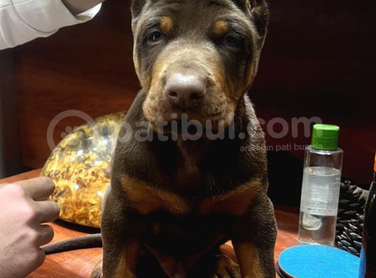 Üst Sınıf Safkan Doberman Yavruları görsel