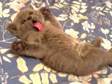 Biblo Orjinal Safkan British Shorthair Bebekler