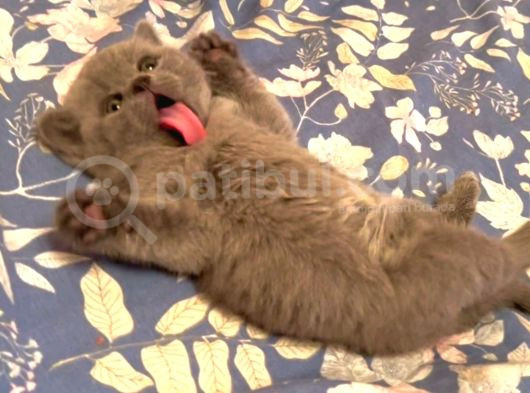 Biblo Orjinal Safkan British Shorthair Bebekler görsel
