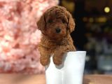 Toy Poodle Yavrularımız