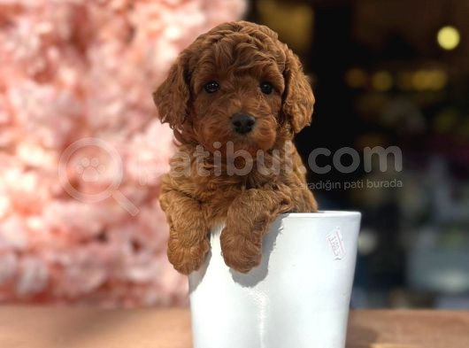 Toy Poodle Yavrularımız görsel