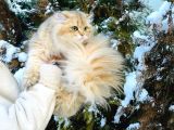 British Golden Longhair Ny11 Oglum