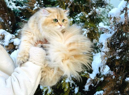 British Golden Longhair Ny11 Oglum görsel