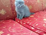 Çok Sevimli Bebeklerimiz Scottish Fold Yavruları