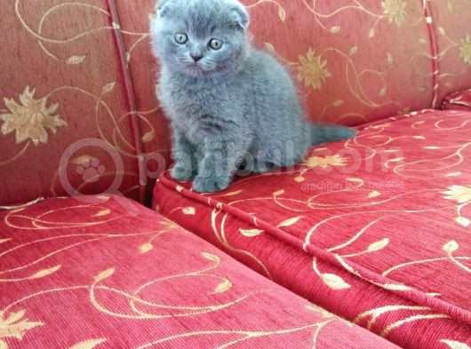 Çok Sevimli Bebeklerimiz Scottish Fold Yavruları görsel